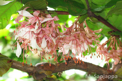 Humboldtia decurrens